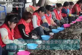 广西北海进入“采珠季” 珍珠年产有望破千斤视频封面