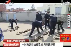 长江口九段沙湿地：一对夫妇非法捕猎45只南迁野鸭视频封面