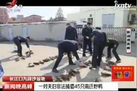 长江口九段沙湿地：一对夫妇非法捕猎45只南迁野鸭视频封面