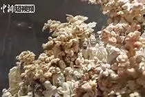 猛犸象牙雕艺：盈寸之微 灵动传神视频封面