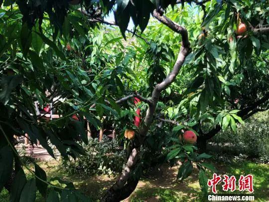 桃胶与燕窝的功效区别 2026年桃胶与燕窝的功效区别在哪