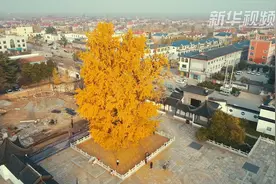“老神树”披满“黄金甲”视频封面