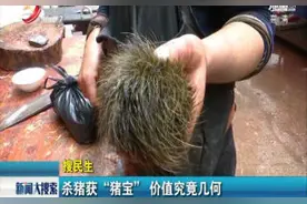 江西宜春：杀猪获“猪宝” 价值究竟几何视频封面