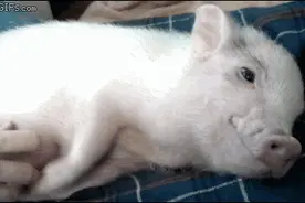 猪猪这么可爱，我们用它们制造了子弹、牛排和水泥图片