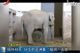 上海动物园：陪伴46年 54岁的亚洲象“版纳”去世视频封面