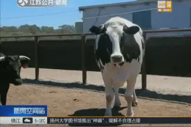 澳洲奶牛高1.94米，重1.4吨，因太大被屠宰场拒收了！