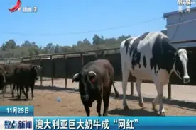 澳大利亚巨大奶牛成“网红”