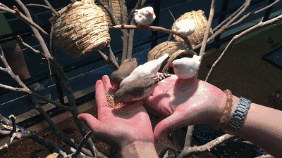 4500㎡巨型室内动物园惊现大石坝，3600只萌宠等你来撩！