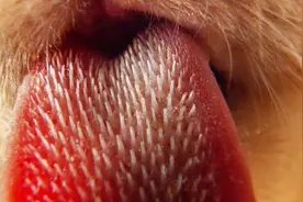 通过研究猫舌头，科学家造了把新梳子图片