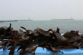 春天吃海带，爽口又最爱！回报你3大好处，不吃真是可惜图片