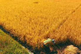 秋种万颗粟 三代南繁人只为得到这一粒“种”图片