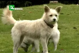 注意！新规即将施行，义乌养狗的朋友这几件事你必须知道！视频封面