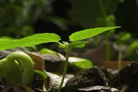 开春了！羊肚菌、开冰梭这样做，足不出户，就能尝春天的鲜图片
