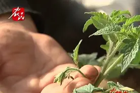 西红柿花期花苞很小就开花了，这是好事还是坏事？视频封面