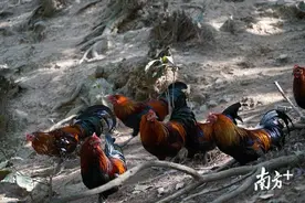 来，干了这碗高原鸡汤！1000只怒江特色土鸡即将运抵珠海图片