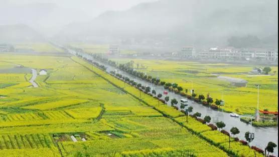 这个镇产的菜籽油诸暨人都爱吃，现在又多了两个新品种