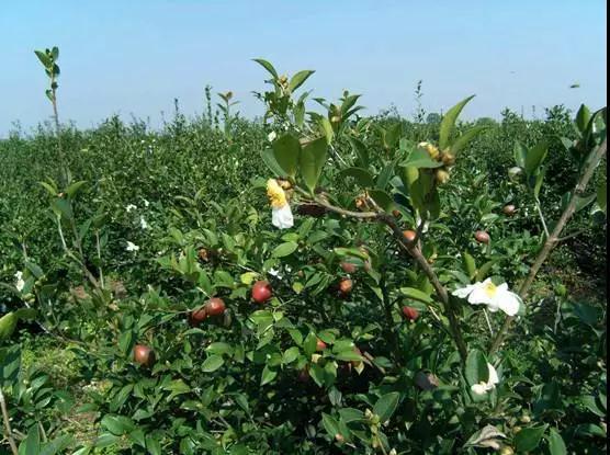 这个镇产的菜籽油诸暨人都爱吃，现在又多了两个新品种