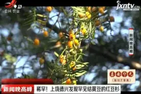 稀罕！上饶德兴发现罕见结黄豆的红豆杉视频封面