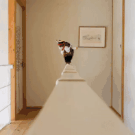 驯化猫花了几千年，但猫驯化我几秒就够了