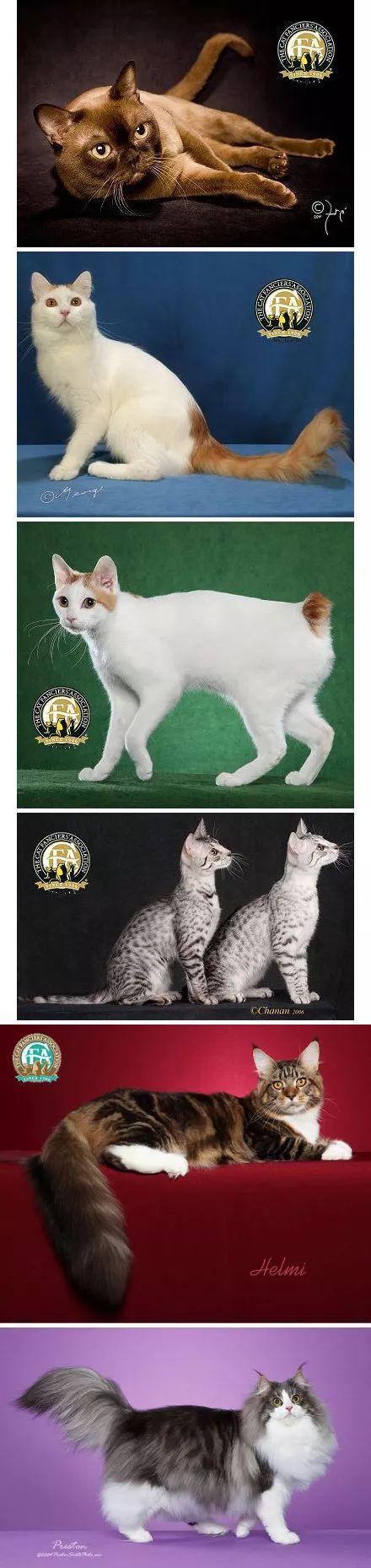 驯化猫花了几千年，但猫驯化我几秒就够了