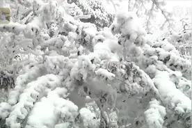 多地飘雪！梵净山迎今冬第一场雪似仙境 你那里下雪了吗