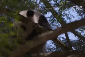 AI合成主播｜偶遇野生大熊猫 是种什么样的体验？视频封面