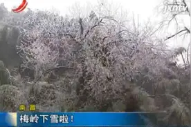 南昌：梅岭下雪啦！视频封面