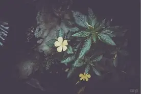 时光带走我们青春的容颜，生活带走我们青春的热情图片