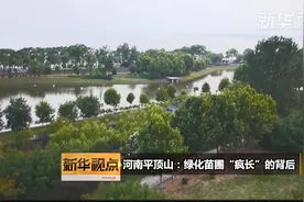 河南平顶山：绿化苗圃“疯长”的背后视频封面