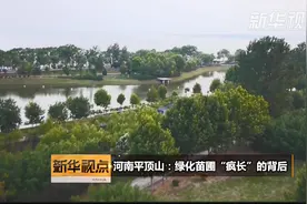 河南平顶山：绿化苗圃“疯长”的背后视频封面