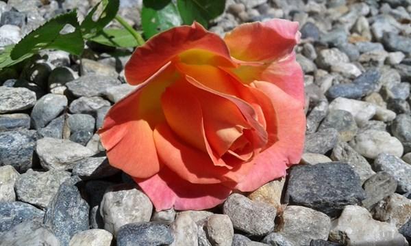 世界名著《百年孤独》，浓缩成经典10句话，一生至少要读一次