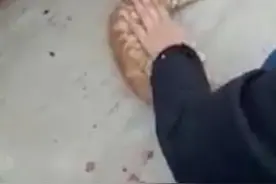 土耳其救援人员用心肺复苏术挽救突发心脏病小猫图片