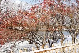 雪霁蓬莱美如画视频封面