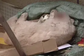 小区高层掉下一只猫砸中男子脑袋，猫死了人伤了，主人却不见踪影视频封面
