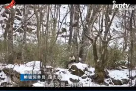 陕西汉中：饲养员野外偶遇野生大熊猫视频封面