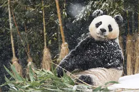 旅韩大熊猫“爱宝”大雪天疯玩 摔个四脚朝天憨憨哒图片