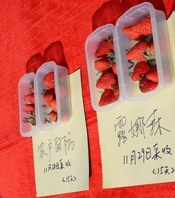 赤心助力！拜耳露娜森全链条提升中国草莓产业质效