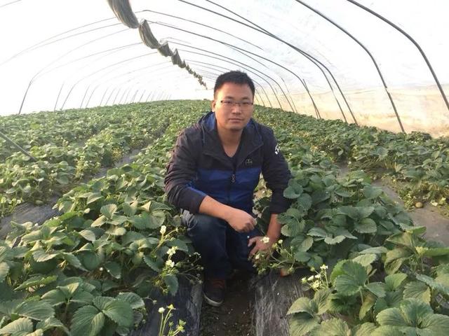 赤心助力！拜耳露娜森全链条提升中国草莓产业质效