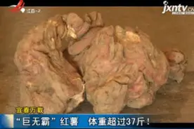 宜春万载：“巨无霸”红薯 体重超过37斤！视频封面