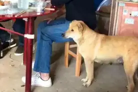 主人带黄狗去吃酒席，狗站在旁边拍主人的大腿，阿黄：我想吃肉图片