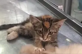 萌化了！小奶猫安慰生病小狗给其做头部按摩图片