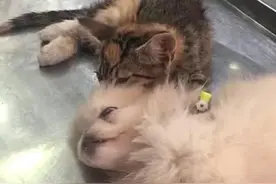 萌化了！小奶猫安慰生病小狗给其做头部按摩图片