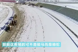 看过萌骆驼奔跑吗？蹄落不生尘，速度可比千里马视频封面