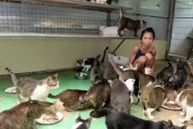 新加坡女子收养数百只流浪猫，给它们买猫粮，自己却饿到皮包骨图片