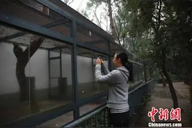 广西柳州动物园女兽医：最难接受和动物死别图片