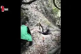 醉酒男子滑向青城山悬崖，几度拒绝救援：别救我，我是坏娃娃视频封面