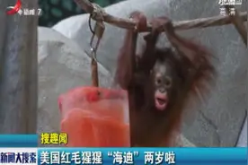 美国红毛猩猩“海迪”两岁啦视频封面