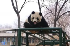 “格格”驾到！天津动物园将再引进一只大熊猫图片