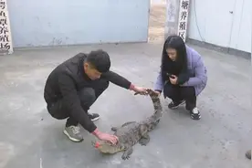 够生猛！菏泽这群年轻人靠养鳄鱼走红，还带动周边产业发展视频封面