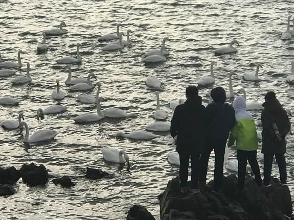 山东省荣成市：看天鹅、吃海鲜，每年吸引游客十万人，旅游总收入近一千万元！